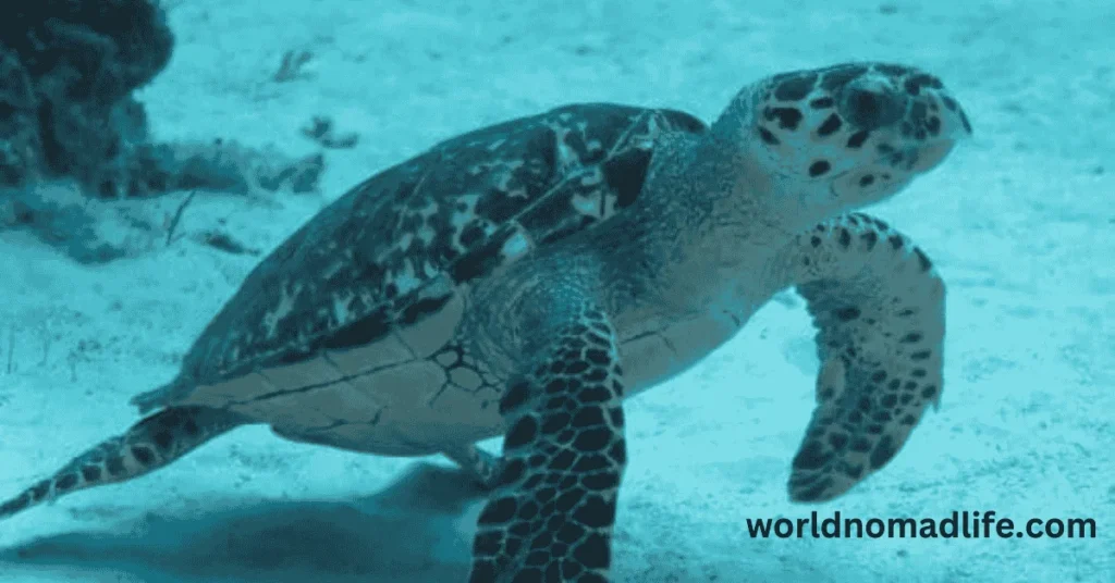 aquatic animal