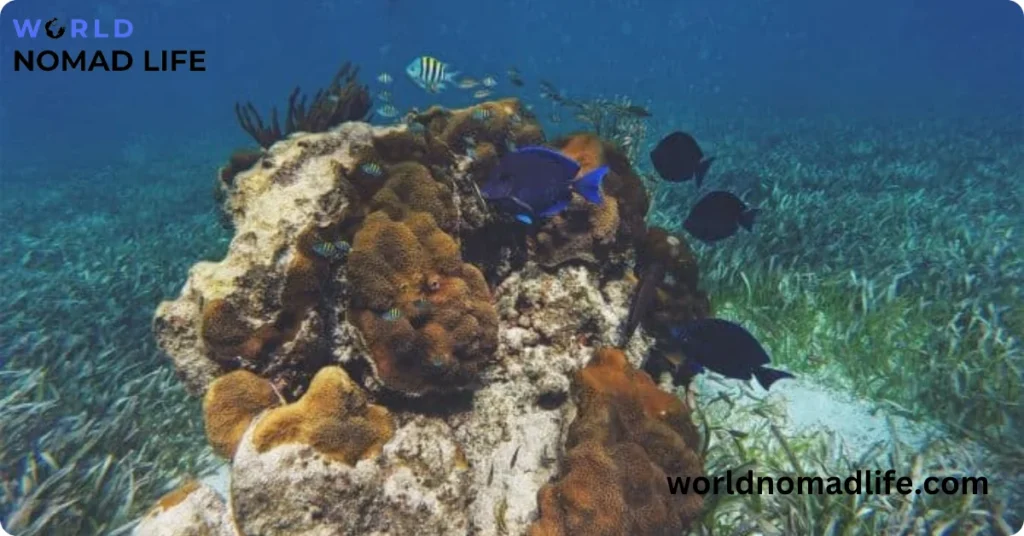 Delta Shoal