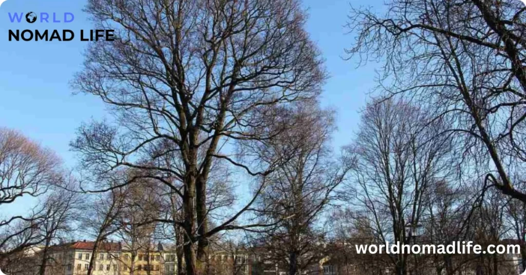 beauty of oslo