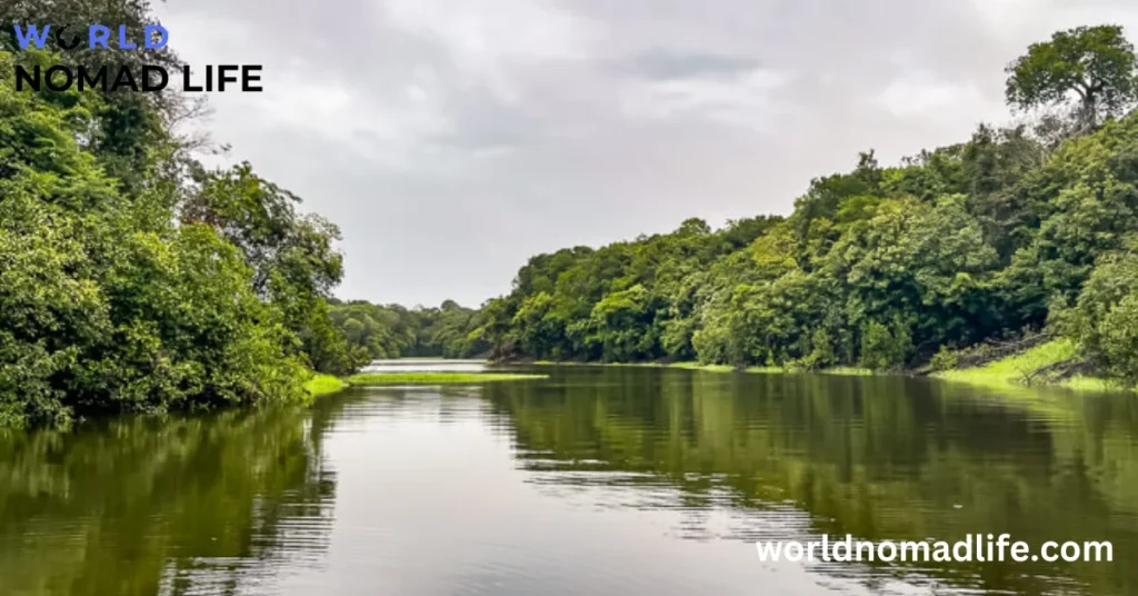 Amazon jungle