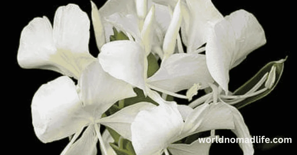  National Flower Of Cuba?