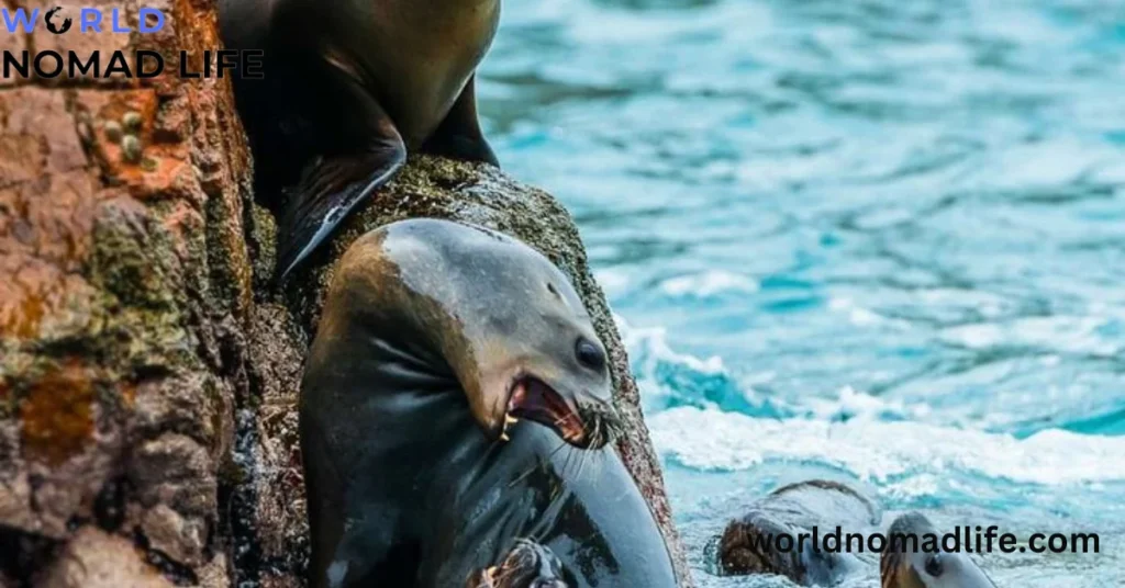 Islas Ballestas